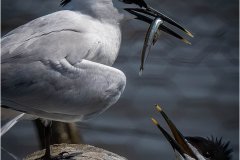 Sandwich Tern