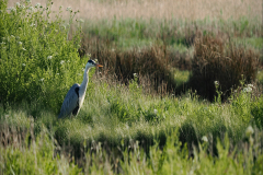 Grey Heron