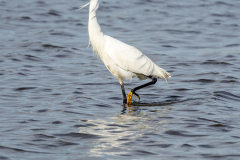Egret