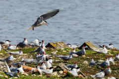 Common Tern