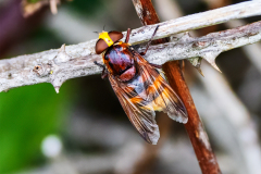 Hornet Hoverfly