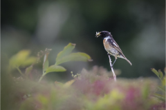 Male Stonechat with Meal