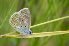 Common Blue
