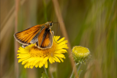 Small Skipper