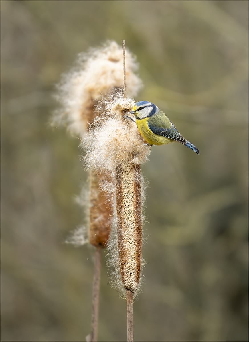Blue tit on Bullrush