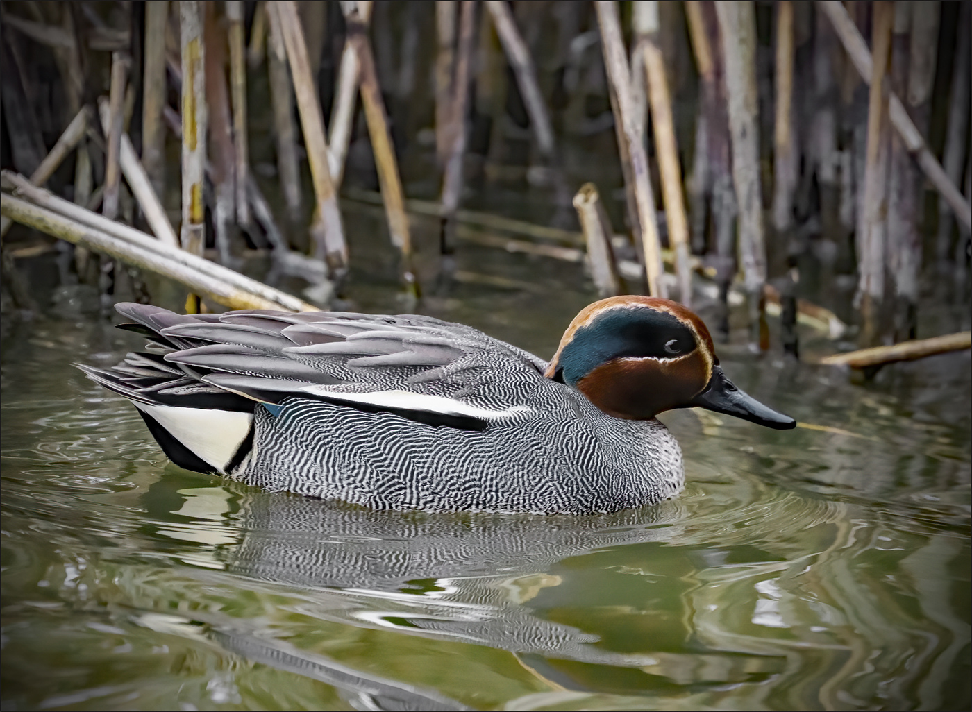 Eurasian Teal