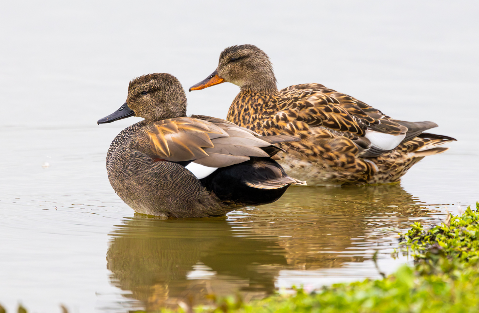Gadwall Pair