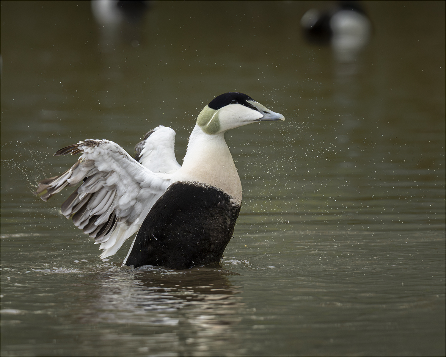 Male Eider Duck