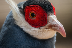 Blue Eared Pheasant