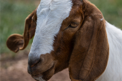 Boer Goat