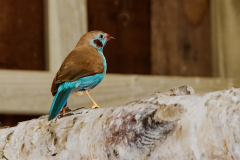 Red Cheeked Cordon Bleu Finch