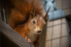 Red Squirrel