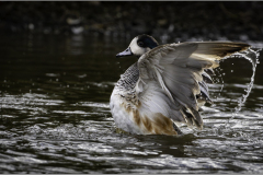 Chiloe Wigeon (© Tracey Onions)