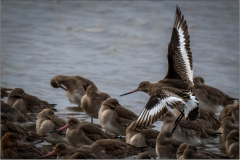 Black-tailed Godwit Incoming (© Nigel Goode)