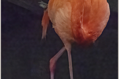 Catwalk Flamingo (© Bea von der Haar)