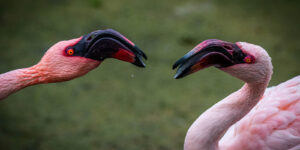 Angry Flamingoes