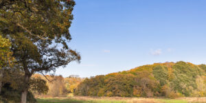 Porthkerry Park in November