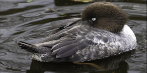 Barrow's Goldeneye Duck