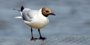 Black Headed Gull