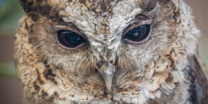 Portrait of a Scops Owl